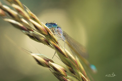 Picture of DAMSELFLY