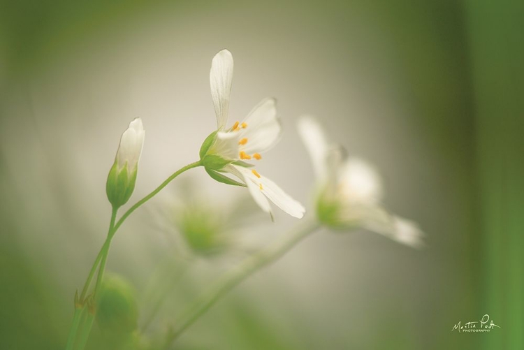 Picture of STELLARIA