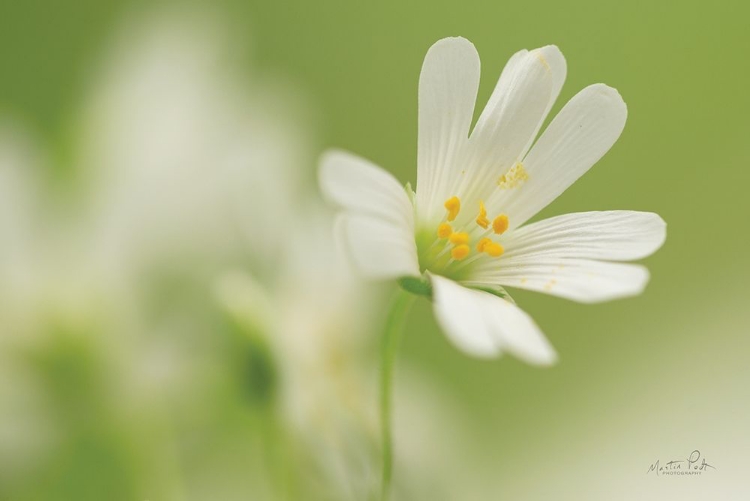 Picture of STELLARIA HOLOSTEA