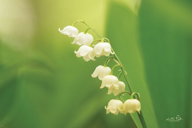 Picture of LILY OF THE VALLEY