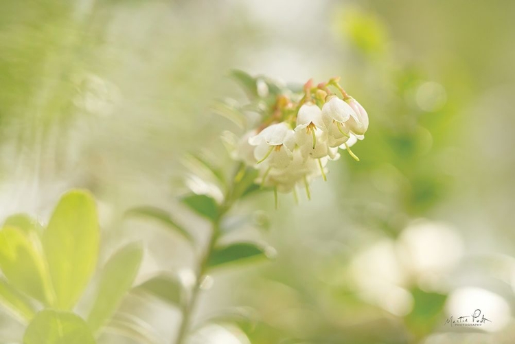 Picture of LINGONBERRY