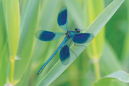 Picture of DAMSELFLY IN BLUE