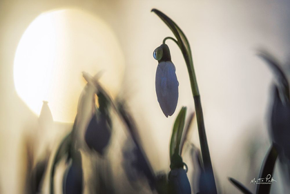 Picture of BACKLIT SNOWDROP
