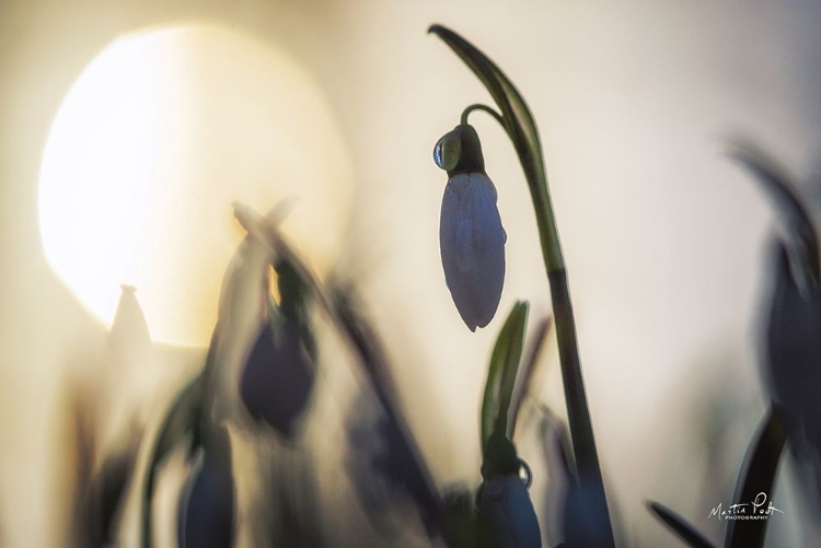 Picture of BACKLIT SNOWDROP