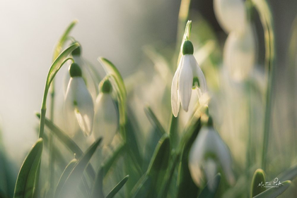 Picture of SNOWDROPS