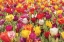 Picture of COLORFUL BOUQUET
