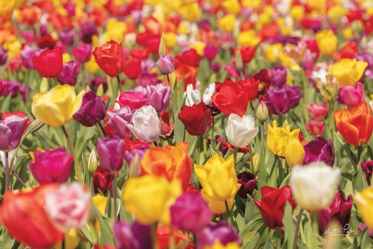 Picture of COLORFUL BOUQUET