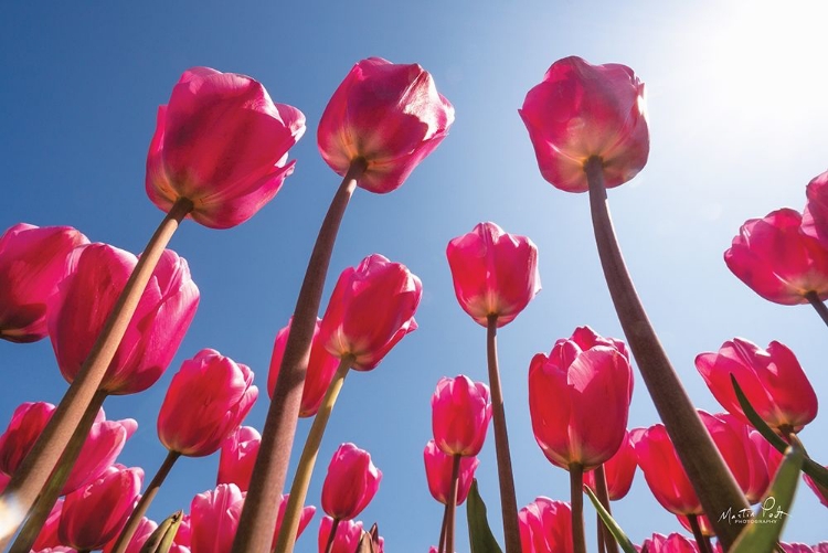 Picture of LOOK UP IN PINK