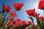 Picture of LOOK UP IN RED