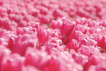 Picture of PINK FIELD