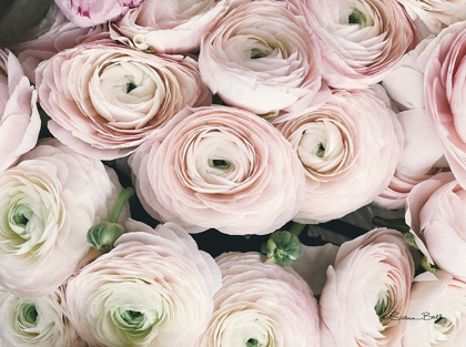 Picture of SOFT PINK RANUNCULUS