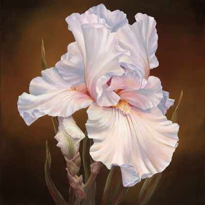 Picture of WHITE IRIS II