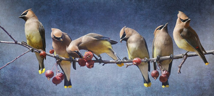 Picture of WAXWING TABLEAU
