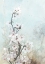 Picture of CLIMBING CHERRY BLOSSOMS II 