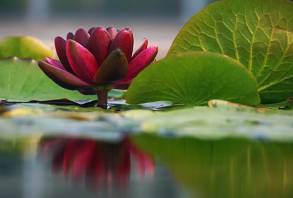 Picture of LILY REFLECTIONS II