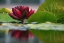 Picture of LILY REFLECTIONS II