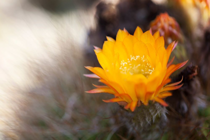 Picture of WILD FLOWERS I