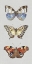 Picture of CATCHING BUTTERFLIES II 