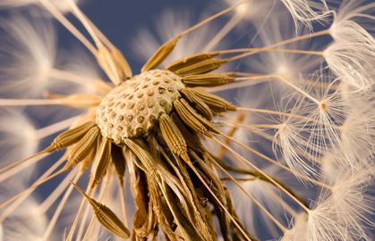 Picture of DANDELION DELIGHT