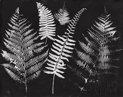 Picture of NATURE BY THE LAKE FERNS I BLACK CROP