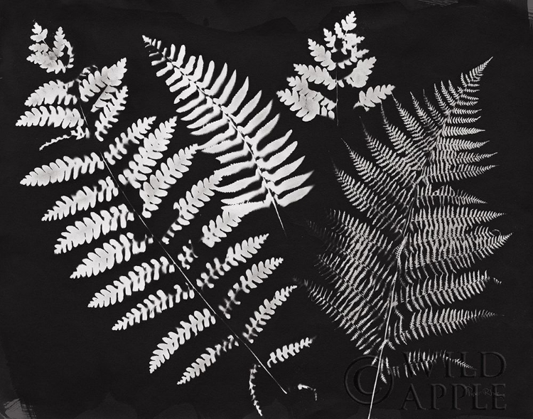 Picture of NATURE BY THE LAKE FERNS II BLACK CROP