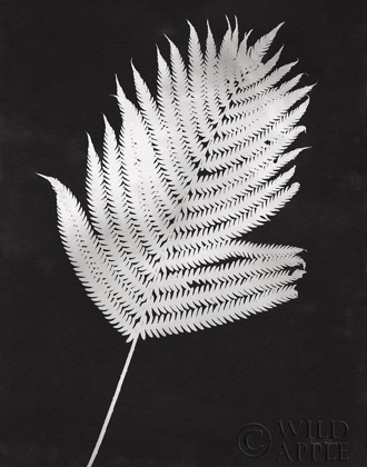 Picture of NATURE BY THE LAKE FERNS III BLACK CROP