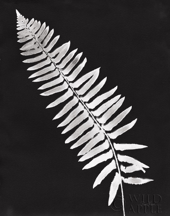 Picture of NATURE BY THE LAKE FERNS IV BLACK CROP
