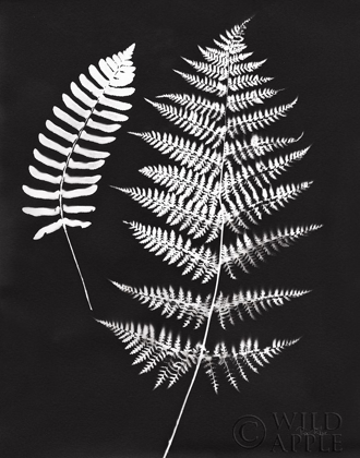 Picture of NATURE BY THE LAKE FERNS V BLACK CROP