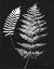 Picture of NATURE BY THE LAKE FERNS V BLACK CROP