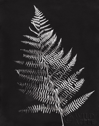 Picture of NATURE BY THE LAKE FERNS VI BLACK CROP