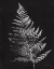 Picture of NATURE BY THE LAKE FERNS VI BLACK CROP