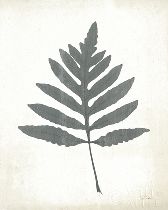 Picture of CHALKBOARD FERN I