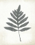 Picture of CHALKBOARD FERN I