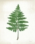 Picture of CHALKBOARD FERN GREEN II