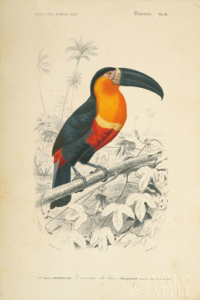 Picture of TOUCAN DU PARA