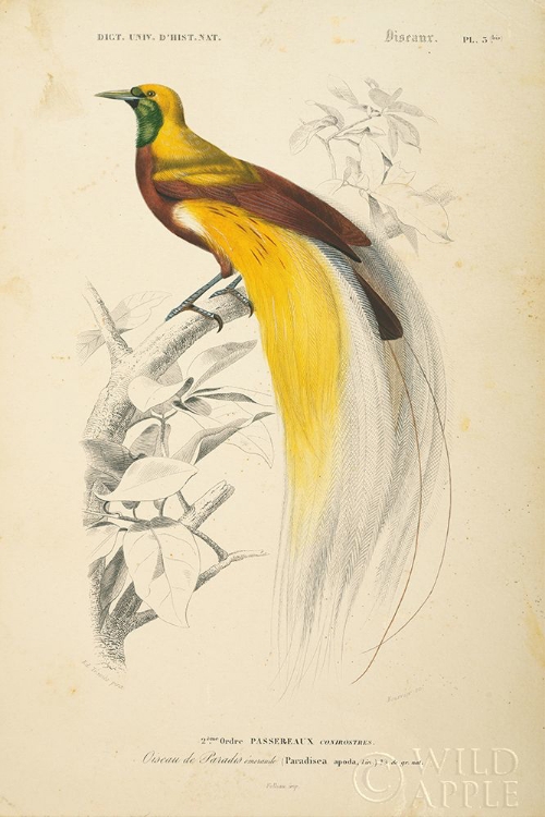 Picture of OISEAUX DE PARADIS