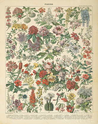 Picture of FRENCH FLOWER CHART