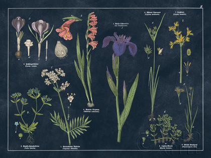 Picture of BOTANICAL FLORAL CHART II DARK BLUE