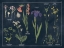 Picture of BOTANICAL FLORAL CHART II DARK BLUE