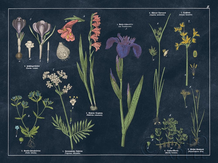 Picture of BOTANICAL FLORAL CHART II DARK BLUE