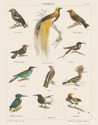 Picture of BIRD CHART I