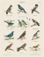 Picture of BIRD CHART II