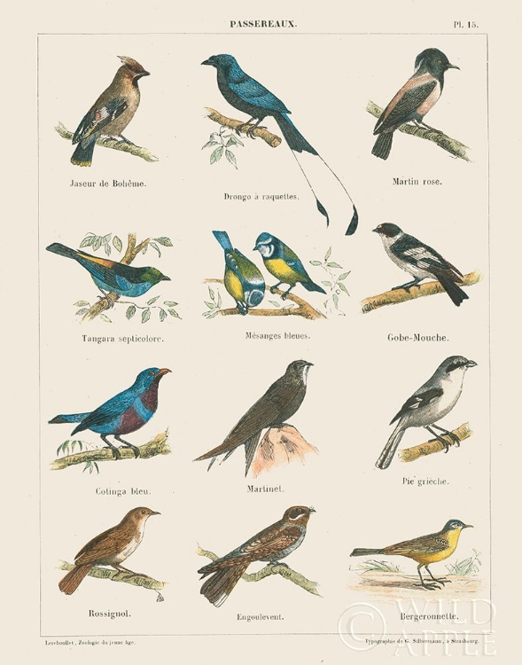 Picture of BIRD CHART II