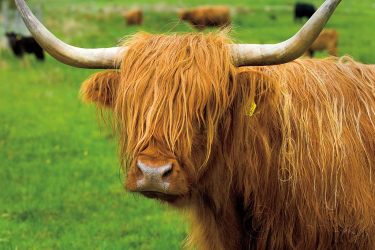 Picture of SCOTTISH HIGHLAND CATTLE I