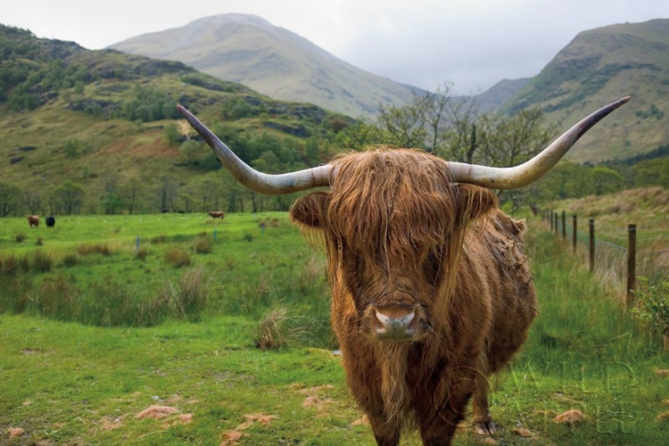 Picture of SCOTTISH HIGHLAND CATTLE III