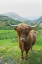 Picture of SCOTTISH HIGHLAND CATTLE VI