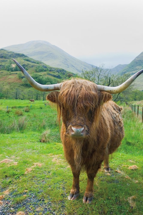 Picture of SCOTTISH HIGHLAND CATTLE VI