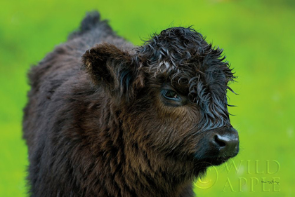 Picture of SCOTTISH HIGHLAND CATTLE XI