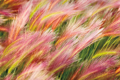 Picture of FOXTAIL BARLEY I