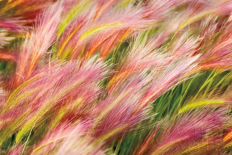 Picture of FOXTAIL BARLEY I